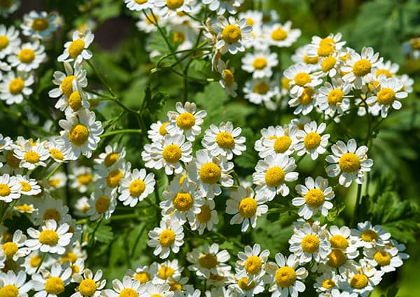 manzanilla-jardinería aromática